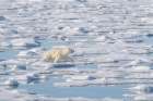 Norway, Svalbard. Polar bear sow runs toward seal kill. Art Print